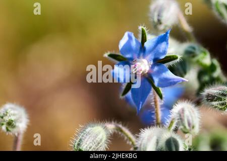 Borago officinalis , également connu sous le nom d'étoiles, est une plante annuelle de la famille des Boraginaceae. Borretsch. Une fleur et Banque D'Images