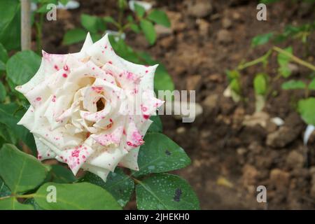 Rose de thé hybride, une fleur en blanc avec des points rouges en gros plan. Une des fleurs coupées les plus connues et les plus populaires. Banque D'Images