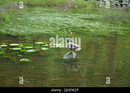 Un canard malard mâle ou sauvage (latin: Anas platyrhynchos) - le canard dabbling est debout sur la pierre dans une rivière entre les plantes d'herbe d'eau sur un soleil Banque D'Images