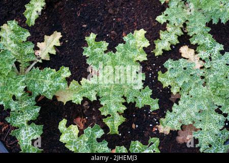 Feuilles des jeunes plantules de chardon variégé en vue de dessus. Il a divers noms communs (latin: Silybum marianum), y compris le chardon-Marie et Scotch Banque D'Images