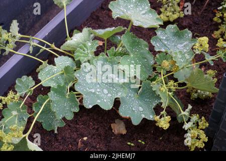 La plante herbacée vivace du manteau de la Dame dont le nom commun en latin est Alchemilla vulgaris. Les gouttes d'eau de pluie sont sur les feuilles vertes de la plante après Banque D'Images