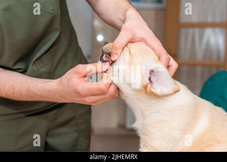 Un vétérinaire vérifie les dents d'un chien de chiot du labrador mignon.un jeune chien est examiné par un vétérinaire. Banque D'Images