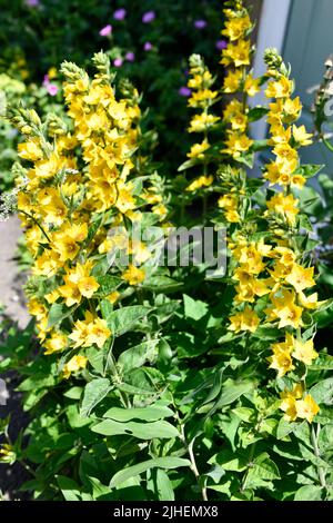 Loosestrife (Lysimachia punctata) Flower in Summer Hook Norton Oxfordshire Angleterre royaume-uni Banque D'Images