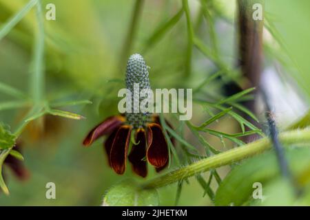 Ratibida columnifera F. pulcherrima 'Red Midget' Mexican Hat Prairie Cone Flower, Bristol, Royaume-Uni Banque D'Images