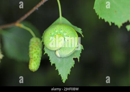 Mouche du bouleau (Cimbex femoratus). Larve sur une feuille. Banque D'Images