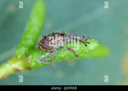 Curculio rubidus, Weevil de la famille Curculionide. Banque D'Images