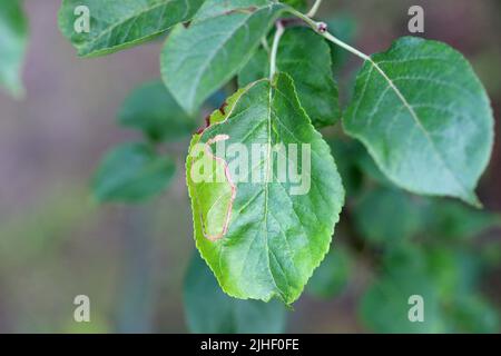 Porcine aux pommes (Stigmella malella). Détérioration d'une feuille de pomme sous la forme d'une mine à l'intérieur de laquelle une chenille se nourrit. Banque D'Images