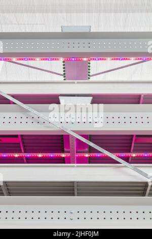 Vue avant d'un nouveau système d'agriculture verticale avec voyants LED allumés Banque D'Images