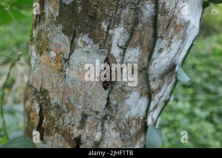 Un papillon Amata Passalis (défoliateur de bois de santal) perché à la surface du tronc de noix de coco recouvert de lichen Banque D'Images