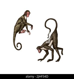 Bonobo ou chimpanzé, gorille de l'Ouest, Orangutan dans un style vintage. Singe colombien de capucins de Proboscis. Singe araignée ou Muriqui du Sud . Main Illustration de Vecteur