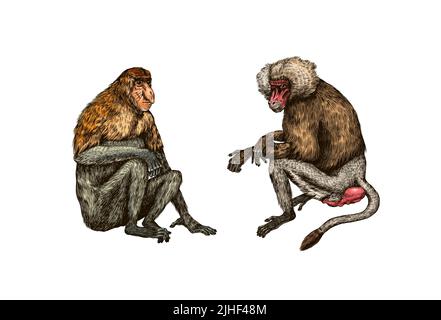 Babouin jaune et singe Proboscis ou animal à long nez de style vintage. Dessin gravé à la main dans un style de coupe de bois. Illustration de Vecteur