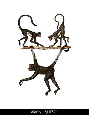 Bonobo ou chimpanzé, gorille de l'Ouest, Orangutan dans un style vintage. Singe colombien de capucins de Proboscis. Singe araignée ou Muriqui du Sud . Main Illustration de Vecteur