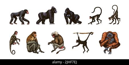 Bonobo ou chimpanzé, gorille de l'Ouest, Orangutan dans un style vintage. Singe colombien de capucins de Proboscis. Singe araignée ou Muriqui du Sud . Main Illustration de Vecteur