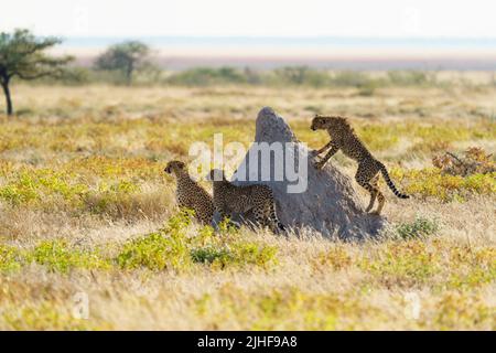 2 jeunes Cheetahs jouent autour de leur mère et de la colline termite. Parc national d'Etosha, Namibie, Afrique Banque D'Images