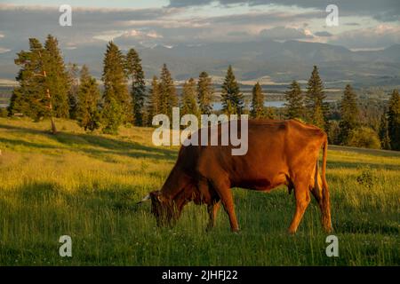 Vaches paissant dans un pré sur fond de montagnes au coucher du soleil Banque D'Images