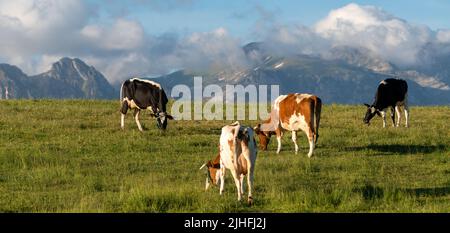Vaches paître dans un pré sur fond de montagnes-Panorama Banque D'Images