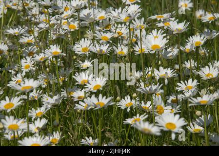 Pâquerettes à œnox ou œnox (Leucanthemum vulgare) fleurissant en profusion au début de l'été, Berkshire, juin. Banque D'Images