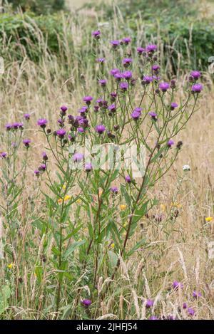 Plante à fleurs pourpre de Centaurea nigra (Hardhead ou ccommon knapweed) dans des prairies alcalines sèches, attrayante pour les pollinisateurs, Berkshire, juillet Banque D'Images