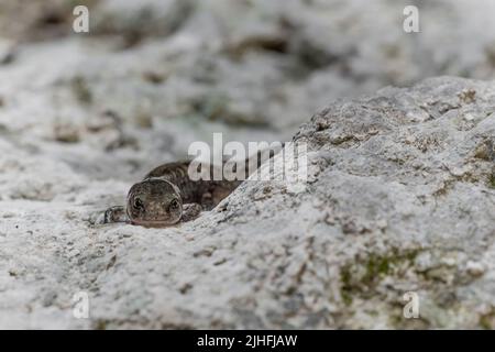 Jeune salamandre au feu sur le rocher (Salamandra salamandra) Banque D'Images