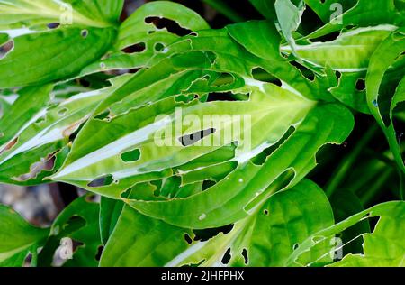 trous dans les feuilles de plantes hosta mangées par les limaces, norfolk, angleterre Banque D'Images