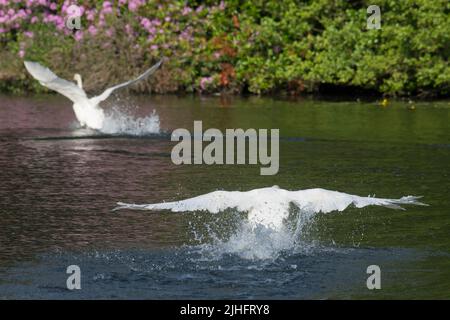 MUT Swan, Cygnus olor, chassant un autre cygne avec ses ailes vers le haut essayant de s'échapper, Salhouse Broad, Norfolk, juin Banque D'Images