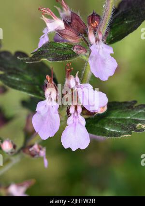 Wall Germander - Teucrium chamaedrys Banque D'Images