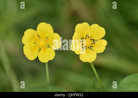 Potentille rampante Potentilla reptans - Banque D'Images