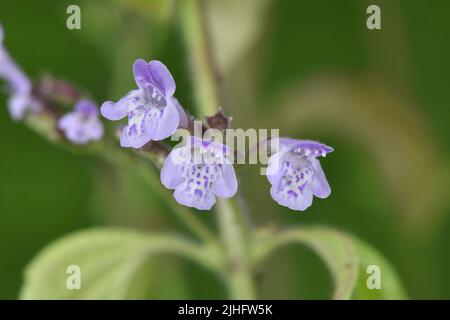 Moins de calamint - nepète de Clinopodium Banque D'Images