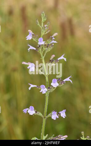 Moins de calamint - nepète de Clinopodium Banque D'Images