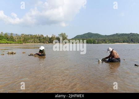 Ko Phangan, Thaïlande, 15 mars 2022 : deux vieilles femmes collectant des palourdes sur la mer Banque D'Images