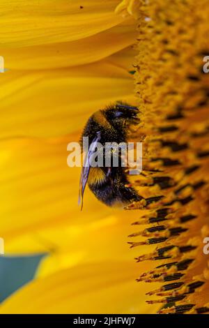 Vue latérale d'une abeille à bourdonnement collectant du pollen d'un tournesol Banque D'Images