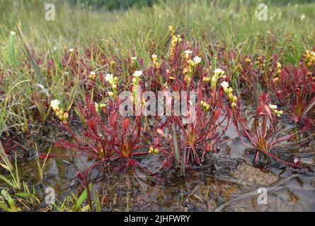 Oblong-leaved sundew Drosera intermedia - Banque D'Images