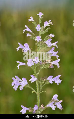 Moins de calamint - nepète de Clinopodium Banque D'Images