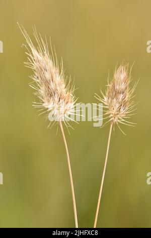 Queue de chien rugueuse - Cynosurus echinatus Banque D'Images