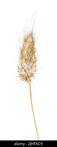 Queue de chien rugueuse - Cynosurus echinatus Banque D'Images