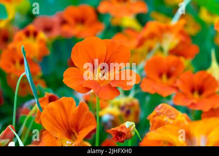 Naturtiums orange naturtium fleurs croissant en été la vague de chaleur dans le petit pays rural arrière jardin Carmarthenshire pays de Galles Royaume-Uni 16 juillet 2022 KATHY DEWITT Banque D'Images