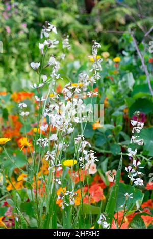 Fleurs plantes de fusée fleurs qui vont semer dans la vague de chaleur d'été dans le jardin sec de pays Carmarthenshire pays de Galles Royaume-Uni 16 juillet 2022 KATHY DEWITT Banque D'Images