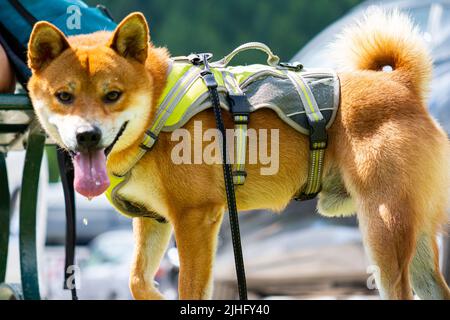 Shiba Inu dans le lac Misurina Banque D'Images