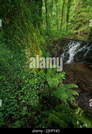 Immense chêne couvert de mousse et de lierre devant un vieux barrage sur un ruisseau dans les montagnes Courel Geopark Folgoso de Courel Lugo Galice Banque D'Images