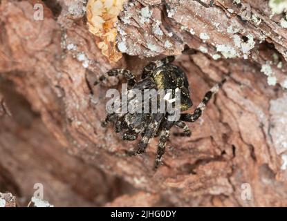 Araneus angulatus sur l'écorce de pin, photo macro Banque D'Images