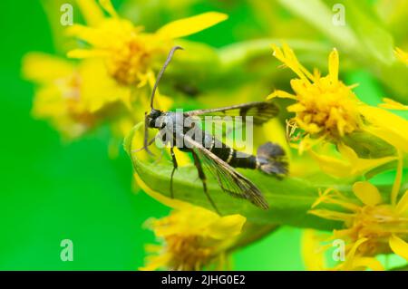 Aile à blanc de cassis, Synanthedon tipuliformis sur fleur, fond vert avec espace de copie Banque D'Images