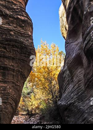 A Fremont Cottonwood, Populus fremontii, avec son feuillage d'automne doré, encadré par les falaises d'un Slot Canyon à Willis Creek, Utah, États-Unis. Banque D'Images