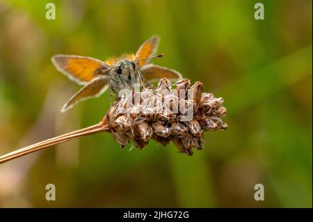 Petit papillon Skipper reposant sur la tête de semence Banque D'Images