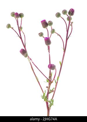 Cirsium arvense buisson avec fleurs, isolé sur fond blanc. Médecine à base de plantes. Masque Banque D'Images