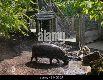 Un gardien du zoo de Londres ZSL donne à Nicky l'hippopotame une douche rafraîchissante pendant la vague de chaleur. Date de la photo: Lundi 18 juillet 2022. Banque D'Images