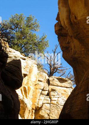 En regardant le squelette d'un genévrier de l'Utah mort contre le ciel bleu au sommet de la falaise abrupte de l'un des canyons de Willes Creek Slot Banque D'Images