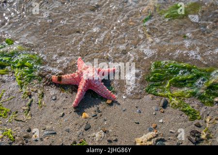 écaille de poisson étoile rouge lavée sur une plage de sable avec de l'eau de mer Banque D'Images