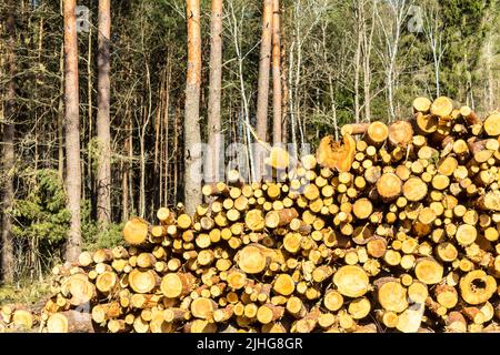 Extrémités jaunes rondes de pins sciés sur le fond de la forêt. Site sur l'industrie du bois , bûcheron , abattage , écologie , forêt , arbre . Banque D'Images