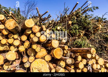 Extrémités rondes jaunes de billes empilées dans un tas. Site sur l'industrie du bois , bûcheron , abattage , écologie , forêt , arbre . Banque D'Images