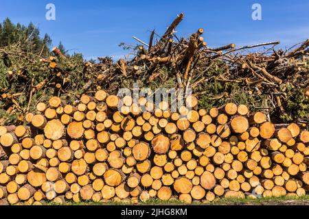 Extrémités rondes jaunes de bûches empilées contre le ciel. Site sur l'industrie du bois , bûcheron , abattage , écologie , forêt , arbre . Banque D'Images